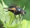 Zophomyia temula